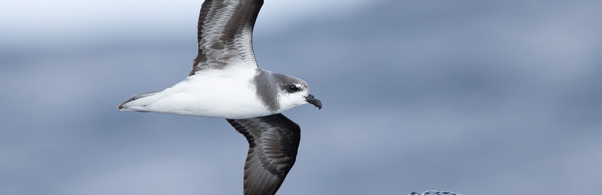 Fliegende Möwe über dem Meer