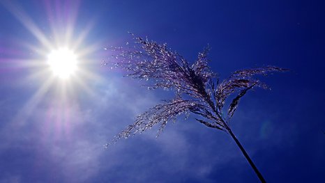 Eine helle Sonne am tiefblauen Himmel, die auf eine Pflanze scheint
