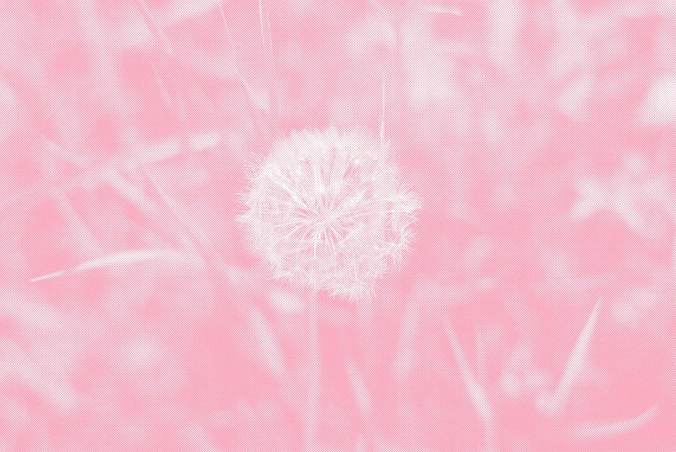 Illustration einer Löwenzahnblüte aus dem Stadtgarten vor der HFT Stuttgart